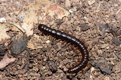 Notodesmus scotius