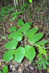 Dioscorea dregeana