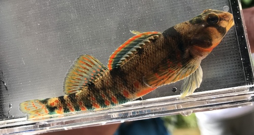 Etheostoma kanawhae