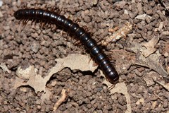 Notodesmus scotius