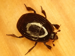 Margarinotus brunneus