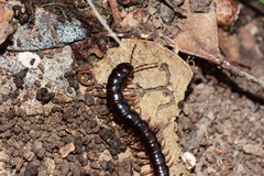 Notodesmus scotius