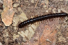 Notodesmus scotius