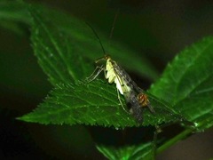 Panorpa nebulosa