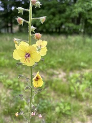 Verbascum blattaria