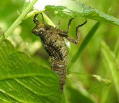 Cordulegaster boltonii