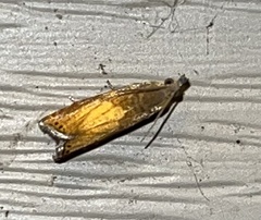 Dichrorampha bittana