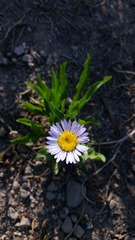 Erigeron glacialis glacialis