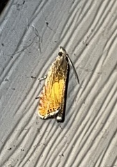 Dichrorampha bittana