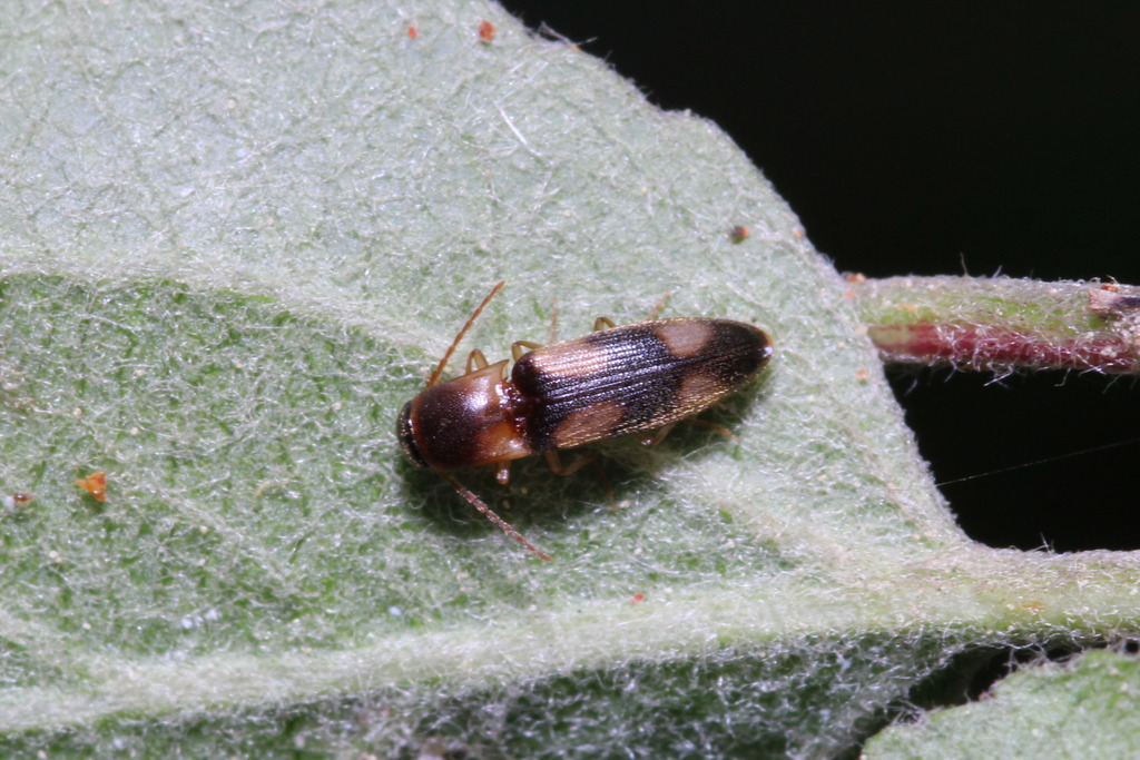 Betarmon bisbimaculatus