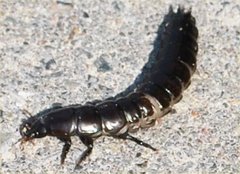 Carabina