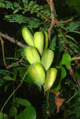 Dioscorea cotinifolia