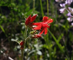 Ipomopsis aggregata aggregata