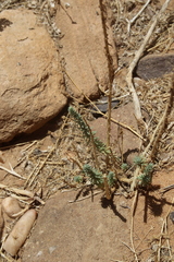 Thymelaea