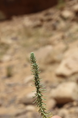 Thymelaea