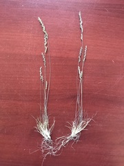 Festuca filiformis