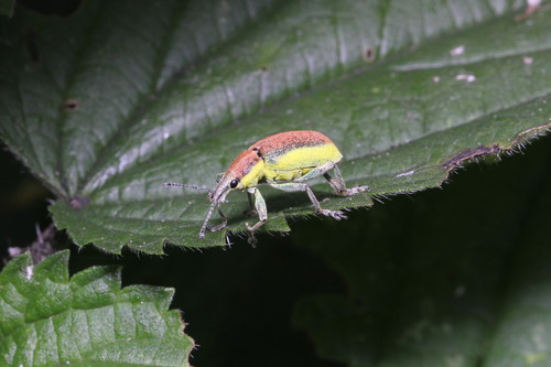 Chlorophanus flavescens