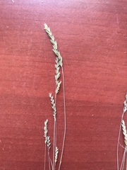Festuca filiformis