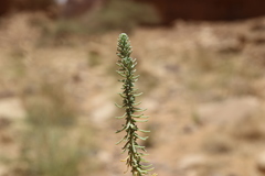 Thymelaea