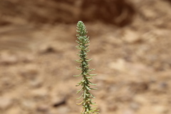 Thymelaea
