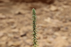 Thymelaea