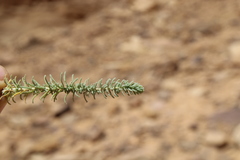 Thymelaea
