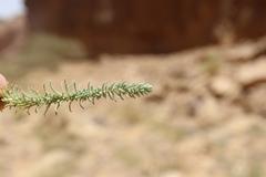 Thymelaea