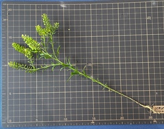 Lepidium apetalum