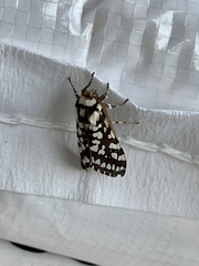 Lophocampa ingens