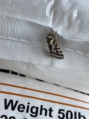 Lophocampa ingens
