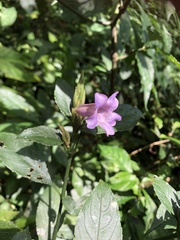 Strobilanthes longespicatus