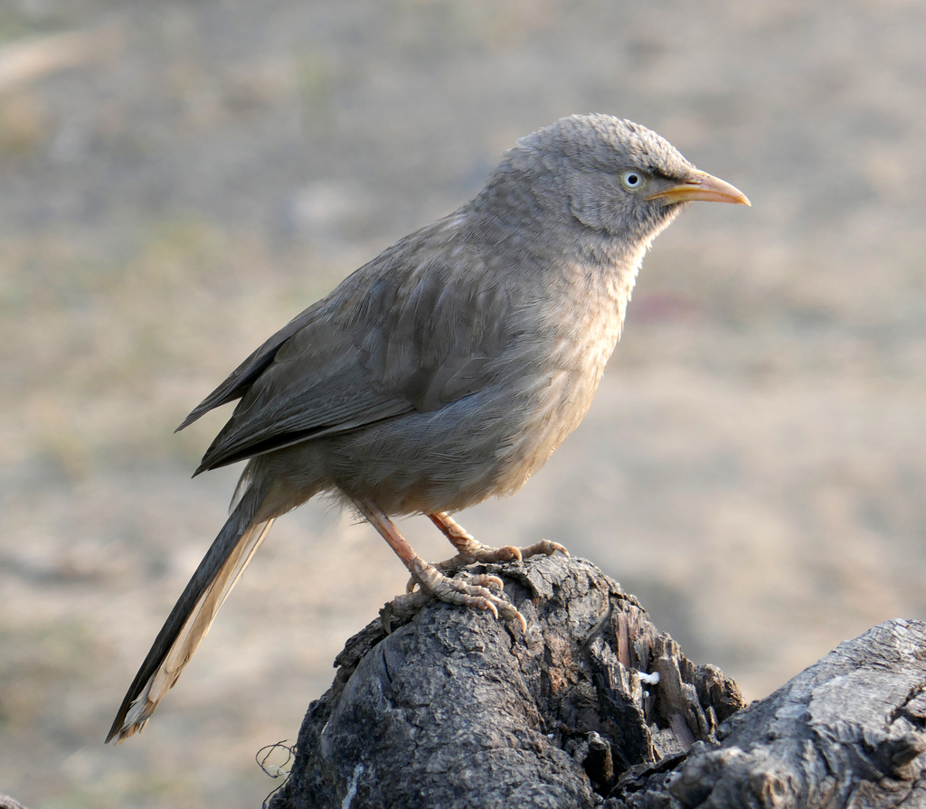 Jungle Babbler