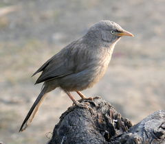 Jungle Babbler photo 1