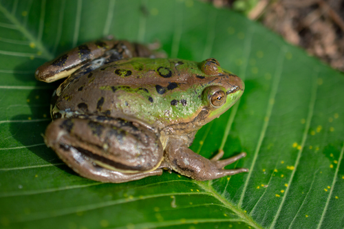 Swimming Frog, Pseudis paradoxa