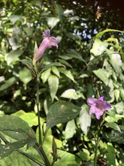 Strobilanthes longespicatus