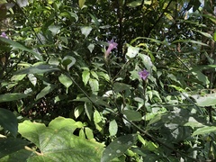 Strobilanthes longespicatus