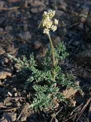 Lomatium nevadense nevadense