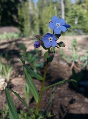 Hackelia velutina