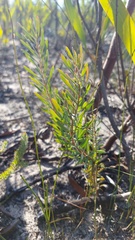 Leucadendron cinereum