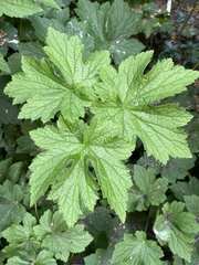 Hydrastis canadensis