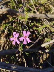 Jamesbrittenia foliolosa