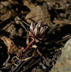 Lophioprason