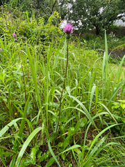 Cirsium japonicum