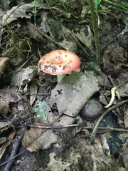 Russula silvicola