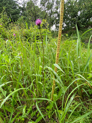 Cirsium japonicum