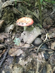 Russula silvicola
