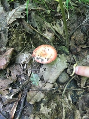 Russula silvicola