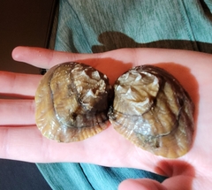 Arcidens confragosus