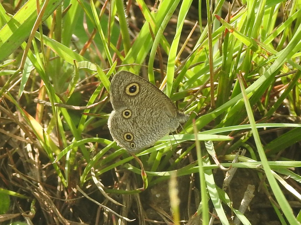 Small Three-ring