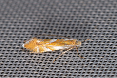 Phyllonorycter rebimbasi